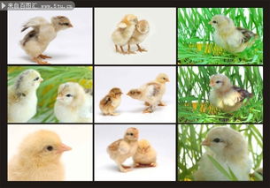 温馨萌趣 可爱小鸡壁纸，点亮你的生活空间