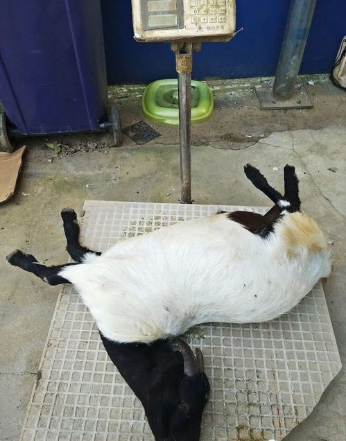 麻城三乡镇动物毒杀案 新洲男子连环作案引发社会关注