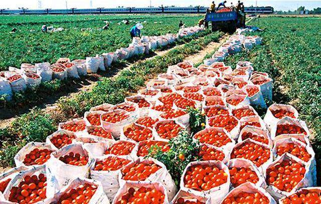 农产品滞销的根源与破解之道 从盲目种植到精准产销