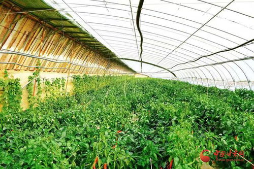 民乐奏响田园新曲 以特色产业解锁农产品种植的致富密码