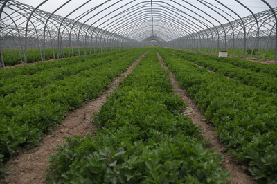 鹿邑芹菜 从田间地头到国家地理标志的“芹”香之路