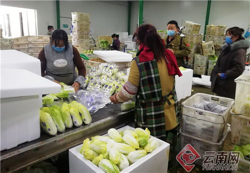 红河州铆足干劲抓复工复产，多措并举保农产品种植