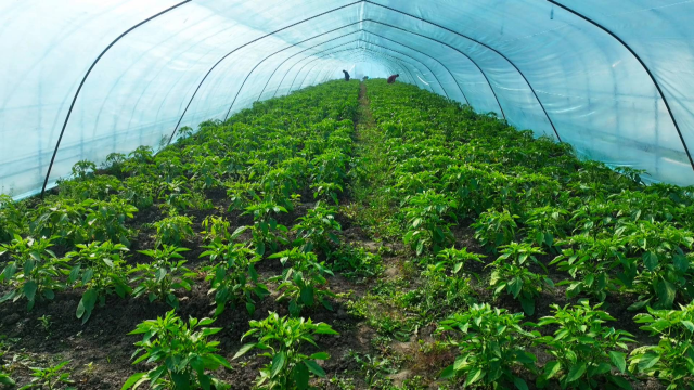 三社融合增活力，集体经济添动力——姜堰娄庄探索乡村振兴新路径