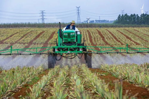 湛江四大名特优新农产品，你尝过哪一味？