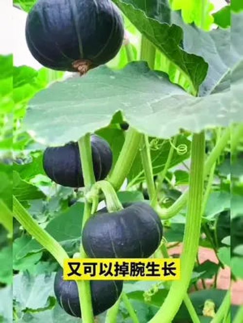 阳台小院新宠 贝贝南瓜，家庭种植的乐趣与收获