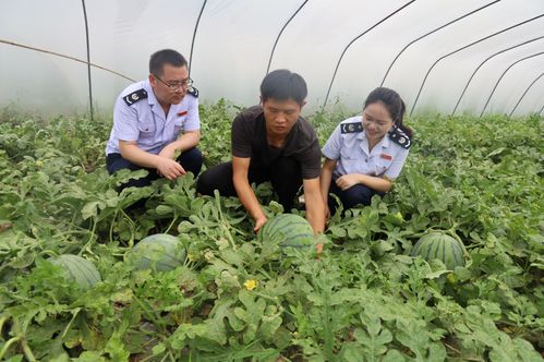 宣汉税务 税惠“耕”沃野，抢“鲜”助农绘就瓜果飘香新丰景