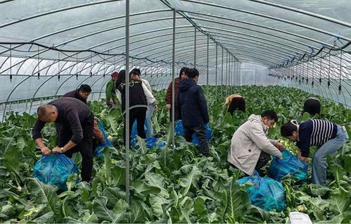 党建助力采收忙 铺就乡村致富路——马鞍山郑蒲港新区农产品种植产业发展纪实