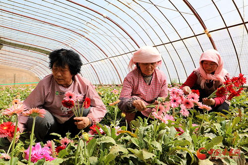 临泽繁花朵朵吹暖“鲜花经济” 特色农产品种植铺就乡村振兴新路径