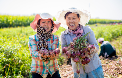 喜气“洋洋”迎丰收 农产品种植中的丰收喜悦与智慧