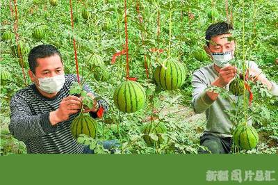 新疆启动农产品加工业提升行动，特色种植驱动产业升级