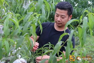 句容沃野间的绿色密码 农民数代传承的种植妙招
