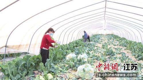 盐城盐南高新区优质农产品驰援华东师范大学，彰显农业科技与人文关怀