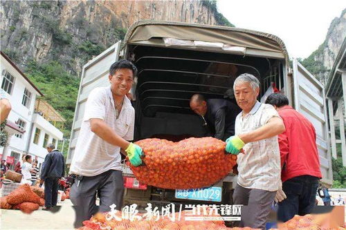 让贵州农产品叫得响传得开立得住——从单品突破看农产品规模化标准化品牌化发展的破局之路