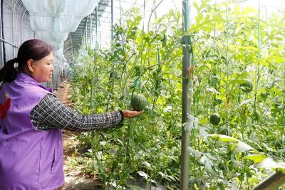 青岛即墨移风店镇 党建引领特色路，产业唱响共富曲，农产品种植谱新篇